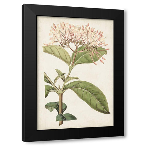 Antique Botanical Collection VI Black Modern Wood Framed Art Print with Double Matting by Ridgeway