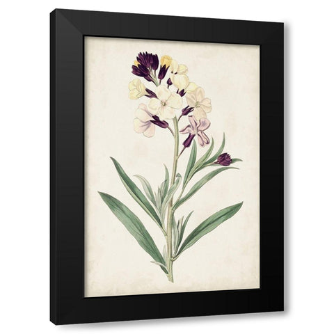 Antique Botanical Collection VII Black Modern Wood Framed Art Print with Double Matting by Ridgeway