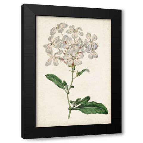Antique Botanical Collection VIII Black Modern Wood Framed Art Print by Ridgeway