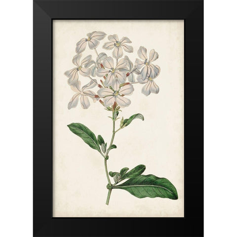 Antique Botanical Collection VIII Black Modern Wood Framed Art Print by Ridgeway