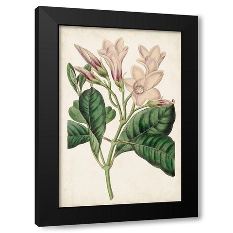 Antique Botanical Collection IX Black Modern Wood Framed Art Print by Ridgeway