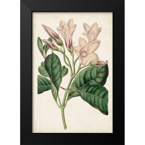 Antique Botanical Collection IX Black Modern Wood Framed Art Print by Ridgeway
