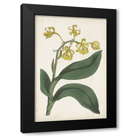 Antique Botanical Collection X Black Modern Wood Framed Art Print by Ridgeway