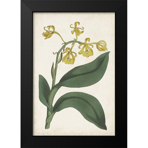 Antique Botanical Collection X Black Modern Wood Framed Art Print by Ridgeway
