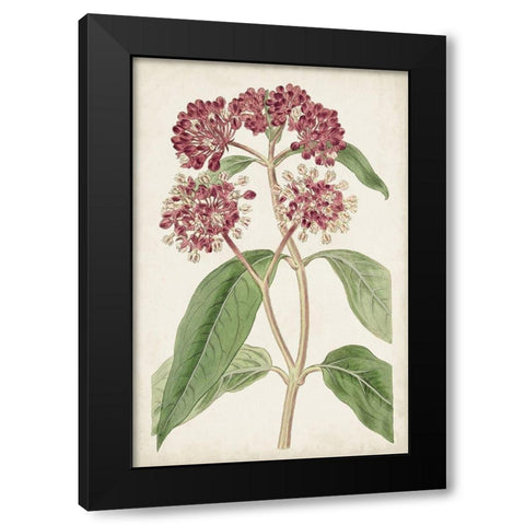 Antique Botanical Collection XI Black Modern Wood Framed Art Print by Ridgeway
