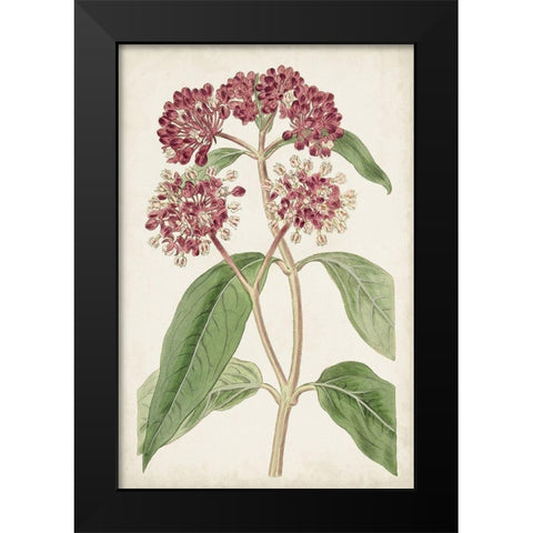 Antique Botanical Collection XI Black Modern Wood Framed Art Print by Ridgeway