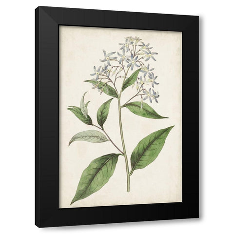 Antique Botanical Collection XII Black Modern Wood Framed Art Print with Double Matting by Ridgeway