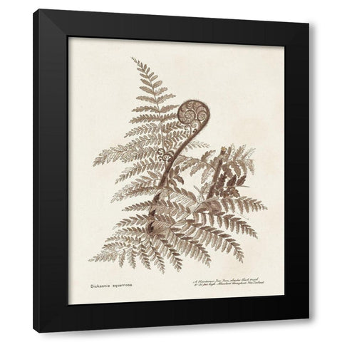 Sepia Fern Varieties I Black Modern Wood Framed Art Print with Double Matting by Unknown
