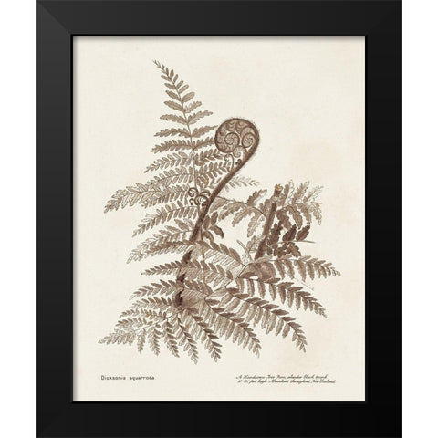 Sepia Fern Varieties I Black Modern Wood Framed Art Print by Unknown