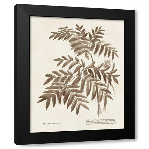 Sepia Fern Varieties II Black Modern Wood Framed Art Print with Double Matting by Unknown