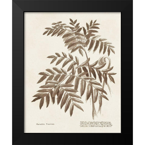 Sepia Fern Varieties II Black Modern Wood Framed Art Print by Unknown