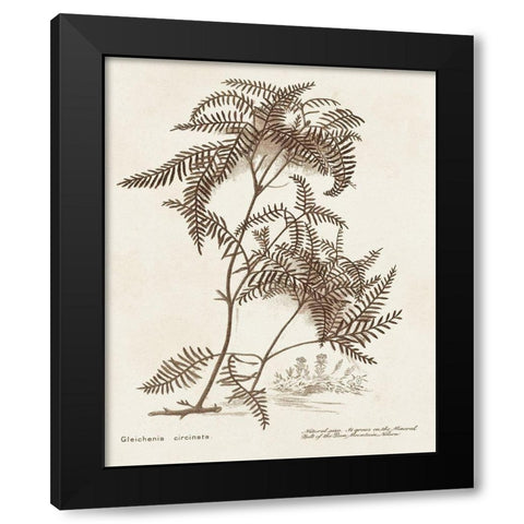 Sepia Fern Varieties III Black Modern Wood Framed Art Print by Unknown
