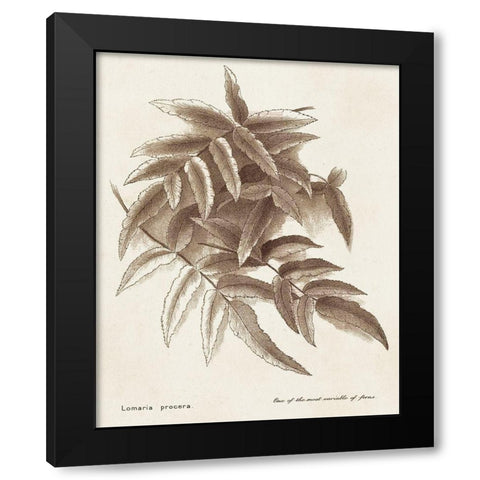 Sepia Fern Varieties IV Black Modern Wood Framed Art Print with Double Matting by Unknown