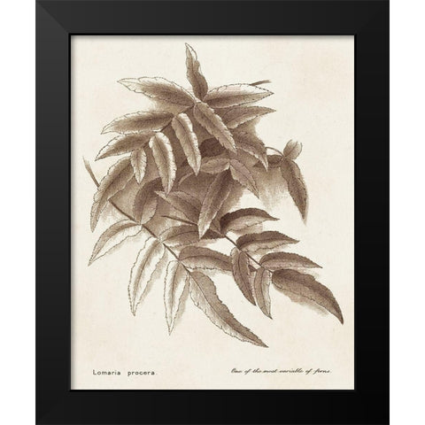Sepia Fern Varieties IV Black Modern Wood Framed Art Print by Unknown