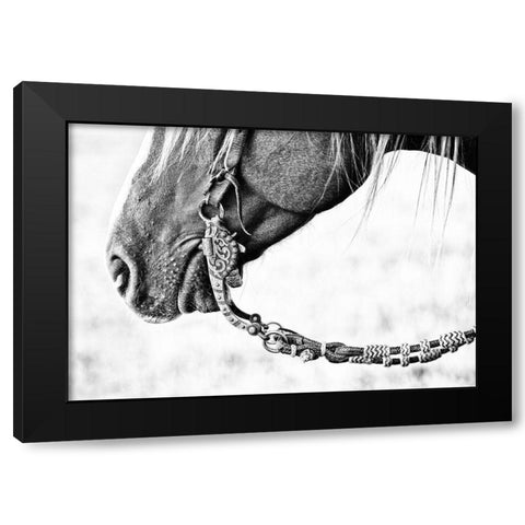 Equine Portrait II Black Modern Wood Framed Art Print with Double Matting by PHBurchett