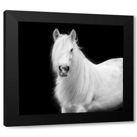 Equine Portrait V Black Modern Wood Framed Art Print by PHBurchett