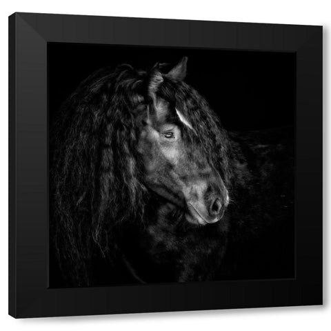 Equine Portrait IX Black Modern Wood Framed Art Print by PHBurchett