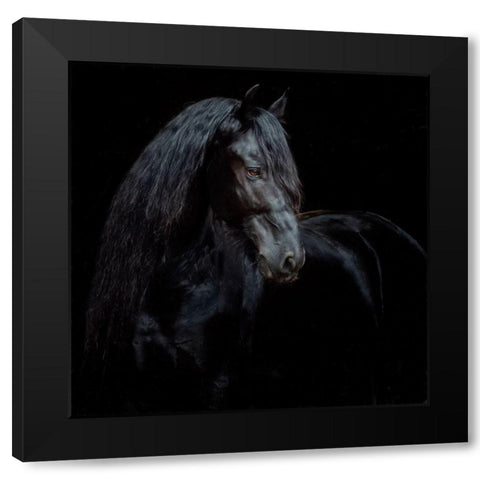 Equine Portrait XI Black Modern Wood Framed Art Print with Double Matting by PHBurchett