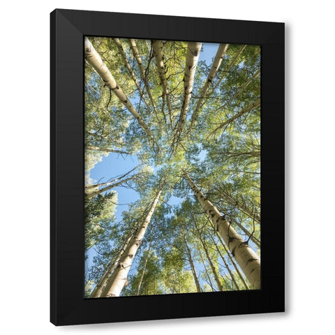 Looking Up Black Modern Wood Framed Art Print by Head, Danny