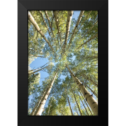 Looking Up Black Modern Wood Framed Art Print by Head, Danny