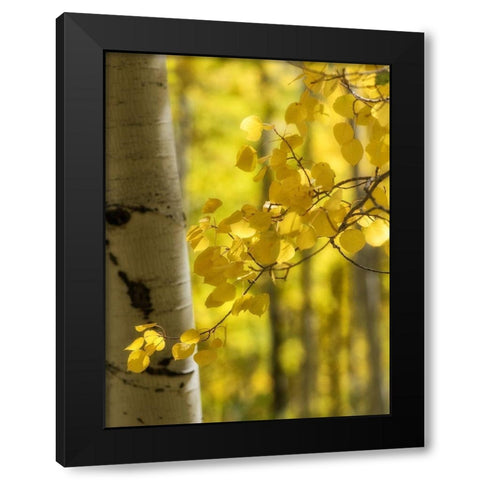 Aspen Highlights Black Modern Wood Framed Art Print by Head, Danny