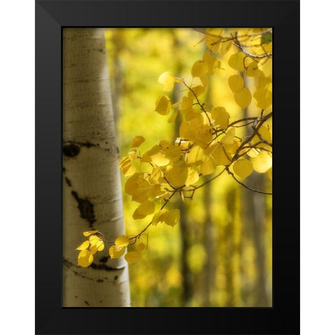 Aspen Highlights Black Modern Wood Framed Art Print by Head, Danny