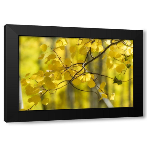 Aspen Backlight Black Modern Wood Framed Art Print with Double Matting by Head, Danny