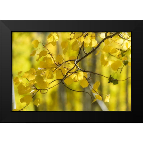 Aspen Backlight Black Modern Wood Framed Art Print by Head, Danny