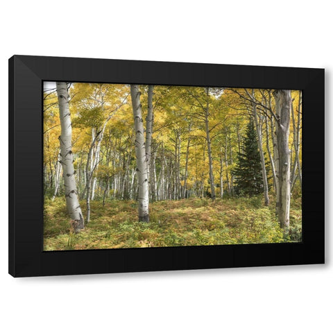 Aspen Grove I Black Modern Wood Framed Art Print by Head, Danny