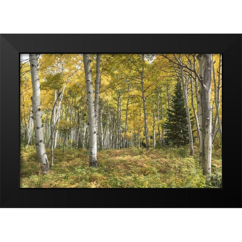 Aspen Grove I Black Modern Wood Framed Art Print by Head, Danny