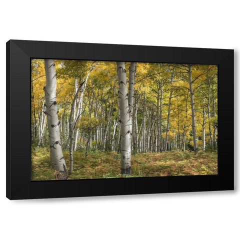 Aspen Grove II Black Modern Wood Framed Art Print with Double Matting by Head, Danny