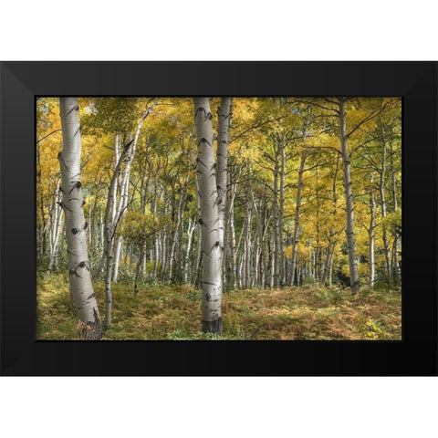 Aspen Grove II Black Modern Wood Framed Art Print by Head, Danny