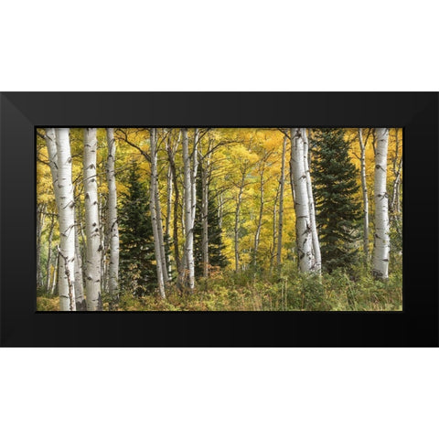 Aspen Panorama Black Modern Wood Framed Art Print by Head, Danny