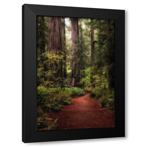 Forest Path I Black Modern Wood Framed Art Print by Head, Danny