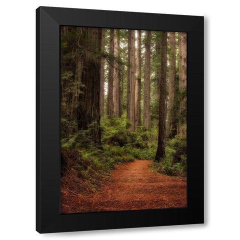 Forest Path II Black Modern Wood Framed Art Print with Double Matting by Head, Danny