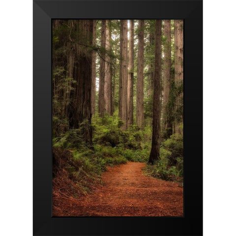 Forest Path II Black Modern Wood Framed Art Print by Head, Danny
