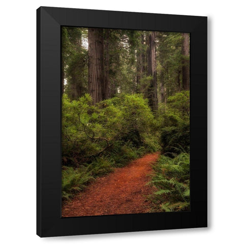 Forest Path III Black Modern Wood Framed Art Print by Head, Danny