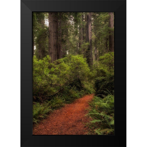 Forest Path III Black Modern Wood Framed Art Print by Head, Danny