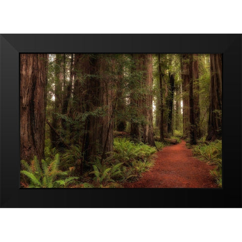 A Walk in the Woods I Black Modern Wood Framed Art Print by Head, Danny