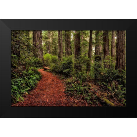 A Walk in the Woods II Black Modern Wood Framed Art Print by Head, Danny