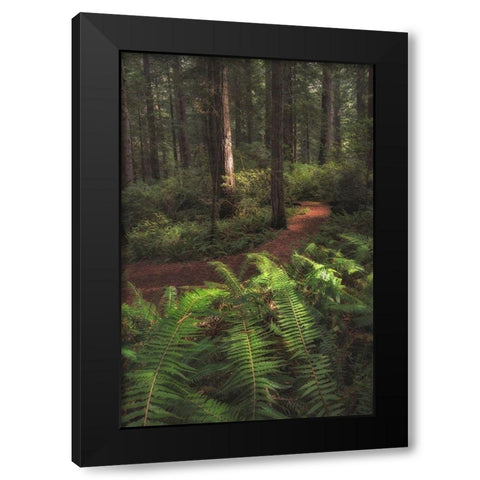 Fern Lined Path Black Modern Wood Framed Art Print by Head, Danny