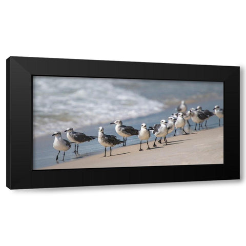 Whats Up Gulls Black Modern Wood Framed Art Print by Head, Danny
