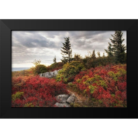 Highland Trail Black Modern Wood Framed Art Print by Head, Danny