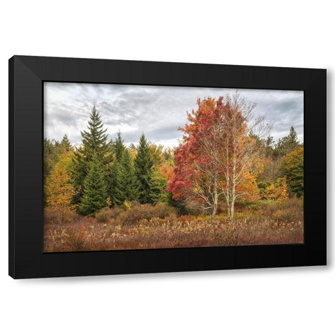 Woodland Variety Black Modern Wood Framed Art Print by Head, Danny
