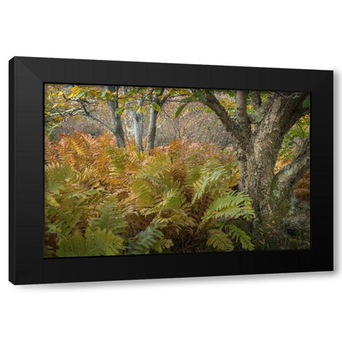 Autumn Ferns Black Modern Wood Framed Art Print with Double Matting by Head, Danny