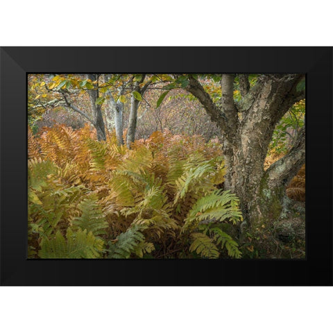 Autumn Ferns Black Modern Wood Framed Art Print by Head, Danny
