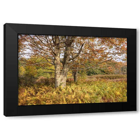 Maple and Ferns Black Modern Wood Framed Art Print with Double Matting by Head, Danny