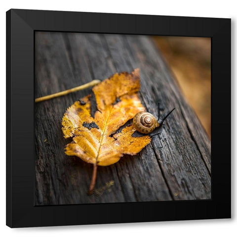 Snails Pace Black Modern Wood Framed Art Print with Double Matting by Head, Danny