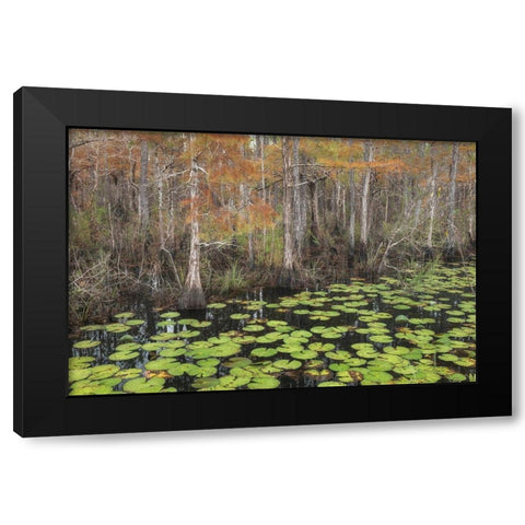 Bayou Autumn Black Modern Wood Framed Art Print with Double Matting by Head, Danny