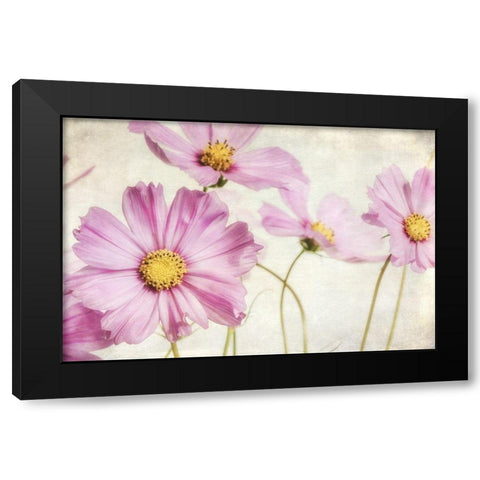 Pink Cosmos I Black Modern Wood Framed Art Print with Double Matting by Poinski, Dianne